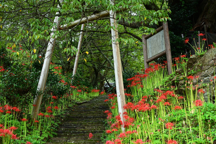 タムロン TAMRON 70-300mm F4.5-6.3 Di Ⅲ RXD